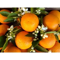 CORRI D'ITALIA VERONA švelnaus gėlių kvapo parfumuotas skalbinių minkštiklis 1 l