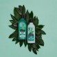 ALBERTO BALSAM TEA TREE plaukų kondicionierius 350 ml